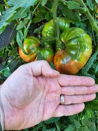 Afbeeldingsresultaat voor mortgage lifter bicolor strain tomato