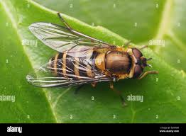 Attēlu rezultāti vaicājumam “Syrphus torvus”