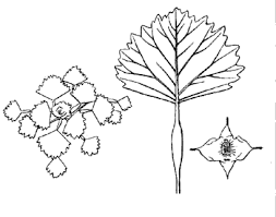Attēlu rezultāti vaicājumam “Trapa natans”