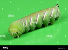 Attēlu rezultāti vaicājumam “Sphinx ligustri larva”