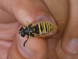 Attēlu rezultāti vaicājumam “Temnostoma vespiforme”