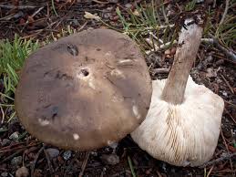 Image result for Melanoleuca rasilis var. pseudoluscina