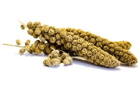 Attēlu rezultāti vaicājumam “Setaria viridis fruit”