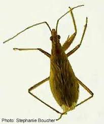 Attēlu rezultāti vaicājumam “Nabidae”