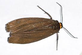 Attēlu rezultāti vaicājumam “Atolmis rubricollis”