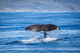 Image result for Globicephala melas