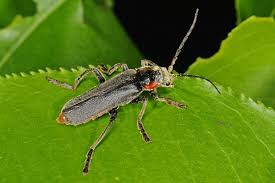 Attēlu rezultāti vaicājumam “Cantharis fusca”