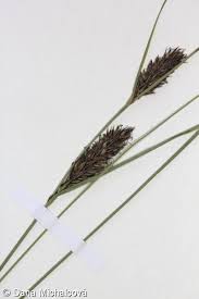 Attēlu rezultāti vaicājumam “Carex lasiocarpa female flower”