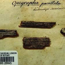 Attēlu rezultāti vaicājumam “Xylographa paralella”