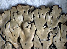 Attēlu rezultāti vaicājumam “Menegazzia terebrata”