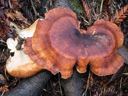 Attēlu rezultāti vaicājumam “Polyporus”