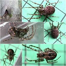 Attēlu rezultāti vaicājumam “Metellina merianae”