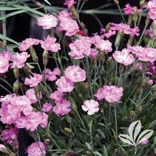 Image result for Dianthus gratianopolitanus
