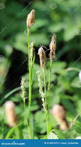 Attēlu rezultāti vaicājumam “Carex pilosa flower”