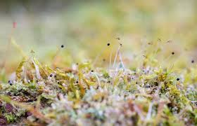 Attēlu rezultāti vaicājumam “Lophocolea heterophylla”