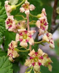 Attēlu rezultāti vaicājumam “Ribes nigrum flower”