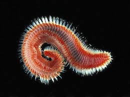 Attēlu rezultāti vaicājumam “Annelides”