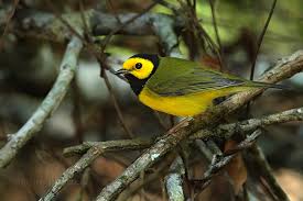 Image result for Wilsonia citrina