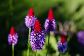Attēlu rezultāti vaicājumam “Primula veris var. rubra flower”