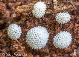 Attēlu rezultāti vaicājumam “Ceratiomyxa porioides”