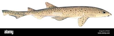 Image result for Scyliorhinus canicula