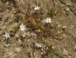 Attēlu rezultāti vaicājumam “Sagina procumbens flower”