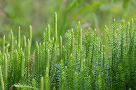 Attēlu rezultāti vaicājumam “Lycopodiaceae”