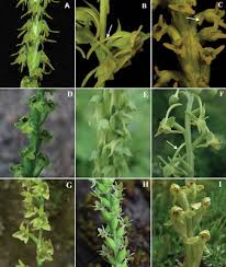 Attēlu rezultāti vaicājumam “Herminium monorchis flower”