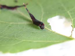 Attēlu rezultāti vaicājumam “Cerura vinula larva”