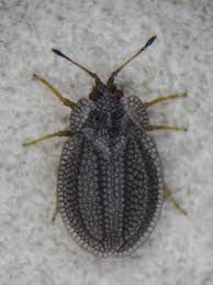 Attēlu rezultāti vaicājumam “Acalypta carinata”