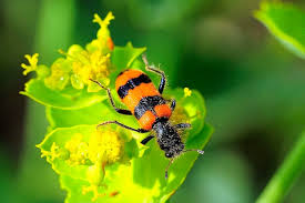 Attēlu rezultāti vaicājumam “Trichodes apiarius”