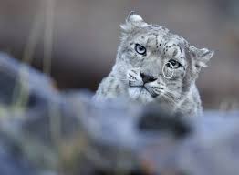 Image result for kernel panic snow leopard