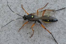 Attēlu rezultāti vaicājumam “Diphyus latebricola”