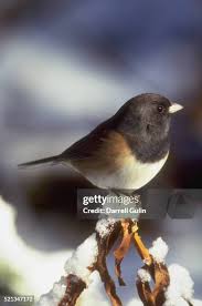 Image result for Junco hyemalis