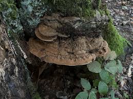 Attēlu rezultāti vaicājumam “Ganoderma applanatum”