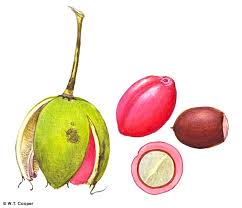 Attēlu rezultāti vaicājumam “Schoenus ferrugineus fruit”