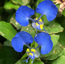 Attēlu rezultāti vaicājumam “Commelinaceae”