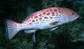 Image result for Mycteroperca venenosa