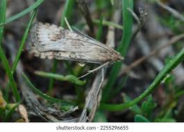 Attēlu rezultāti vaicājumam “Pediasia fascelinella”