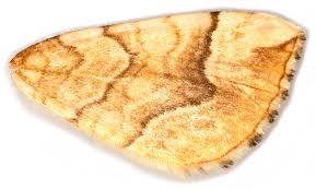 Attēlu rezultāti vaicājumam “Eulithis mellinata”