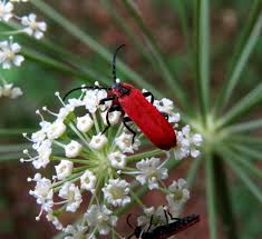 Attēlu rezultāti vaicājumam “Lygistopterus sanguineus”