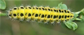 Attēlu rezultāti vaicājumam “Zygaena filipendulae”