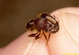 Attēlu rezultāti vaicājumam “Retinia resinella pupa”