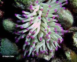 Image result for sea Anemone