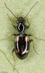 Attēlu rezultāti vaicājumam “Bembidion quadrimaculatum”