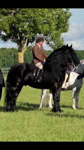 Image result for Staffordshire Stallions