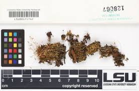 Attēlu rezultāti vaicājumam “Pohlia sphagnicola”