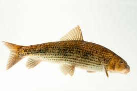 Image result for Minytrema melanops