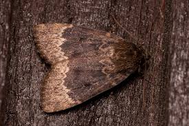 Attēlu rezultāti vaicājumam “Amphipyra perflua”