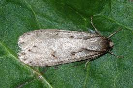 Attēlu rezultāti vaicājumam “Semioscopis avellanella”